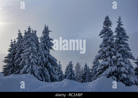 Les arbres couverts de neige dans les Alpes Suisses Banque D'Images