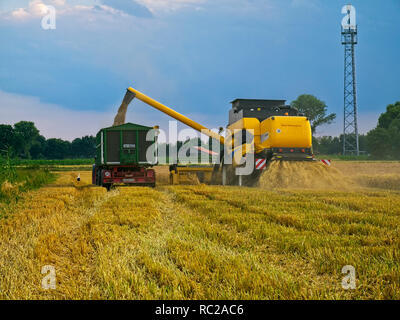 L'ensileuse combinée grain remplissage intoa remorque sur un champ près de l'orge Barum, Elbmarsch, Allemagne. Banque D'Images