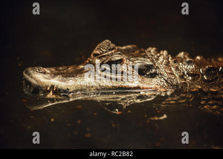 Tête de crocodile caïman dans l'eau. Banque D'Images