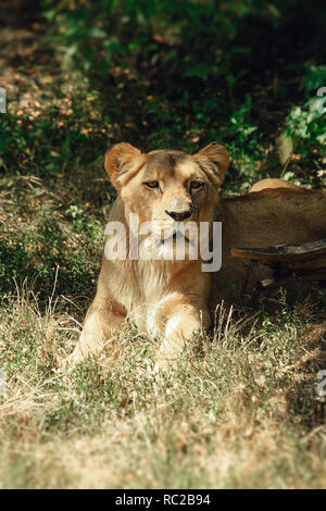 La lionne se trouve dans l'herbe à l'ombre. Banque D'Images
