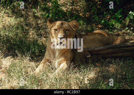 La lionne se trouve dans l'herbe à l'ombre. Banque D'Images