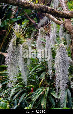 Bromelia plantes sur North Indian rosewood - Dalbergia sissoo, Royal Botanic Gardens, Sydney, NSW, Australie Banque D'Images