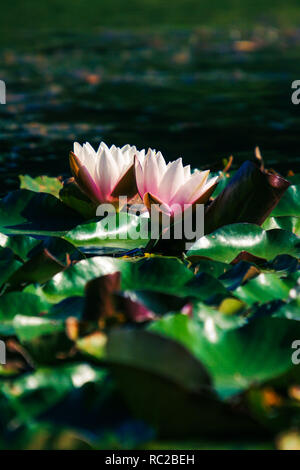 Lis dans l'étang. Vue sur la moitié ouvertes rose / blanc couleur nénuphar fleur qui s'épanouit dans l'étang. Banque D'Images