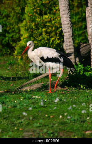 Vue sur la cigogne oiseau sur l'herbe verte champ dans le lever du soleil. Banque D'Images