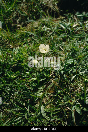 Grass of Parnassus (Parnassia palustris) with sqill leaves, in short grassland exposed to sea spray thrown up by storms. Borwick clifftop, Orkney Banque D'Images
