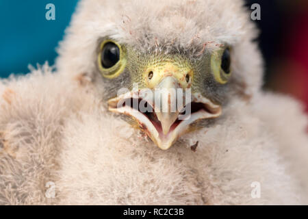 Les jeunes oisillons kestrel mignon petit capturées pour sonner Banque D'Images