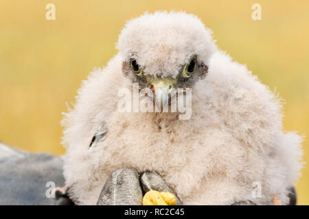 Les jeunes oisillons kestrel mignon petit capturées pour sonner Banque D'Images