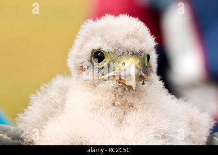 Les jeunes oisillons kestrel mignon petit capturées pour sonner Banque D'Images