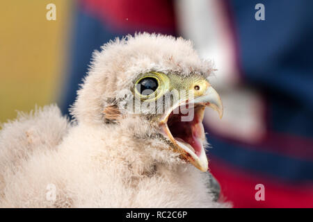 Les jeunes oisillons kestrel mignon petit capturées pour sonner Banque D'Images