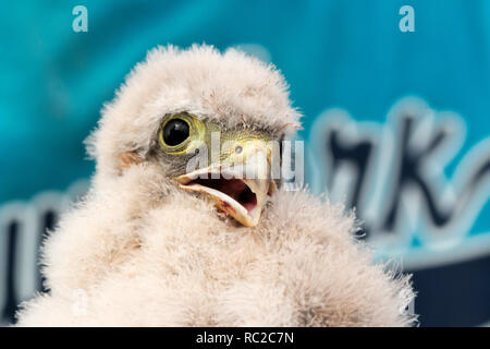 Les jeunes oisillons kestrel mignon petit capturées pour sonner Banque D'Images