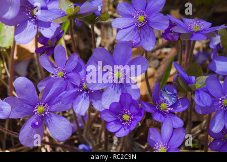 Des fleurs bleu (Hepatica nobilis) Liverleaf sur l'habitat naturel sur le sol forestier Banque D'Images