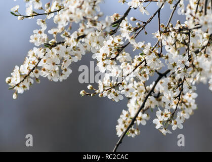 Rameau en fleurs de prunier (Prunus domestica) Banque D'Images