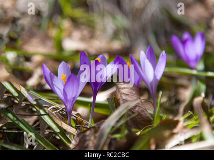 Montagne sauvage crocus (Crocus veluchensis) fleurissent dans les hautes montagnes au début du printemps Banque D'Images