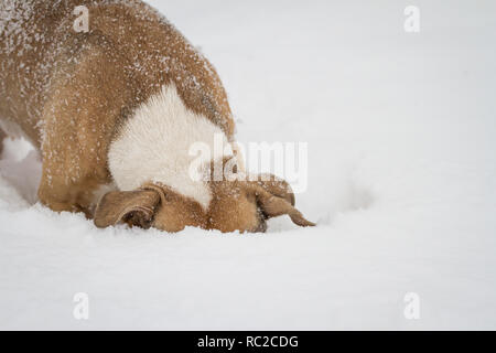 Bulldog sain creusant dans la neige Banque D'Images