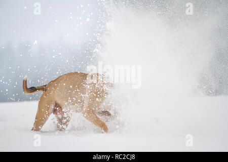 Bulldog en bonne santé qui court un jour d'hiver avec beaucoup de neige Banque D'Images