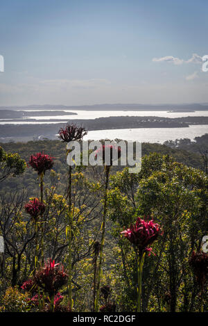 Gymea lilies et visualiser à partir de Gan Gan sur Nelson Bay et Port Stephens dans la région de Hunter , juste au nord de Newcastle, NSW, Australie Banque D'Images