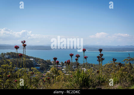 Gymea lilies et visualiser à partir de Gan Gan sur Nelson Bay et Port Stephens dans la région de Hunter , juste au nord de Newcastle, NSW, Australie Banque D'Images