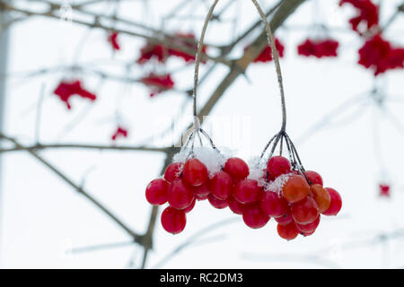 Bande d'hiver viburnum Banque D'Images