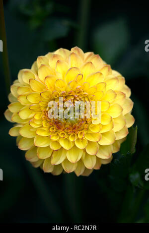 Dahlia dahlia Ball boy,ensoleillé,dahlias jaune à fleurs,fleurs,fleurs,Fleurs,RM Banque D'Images