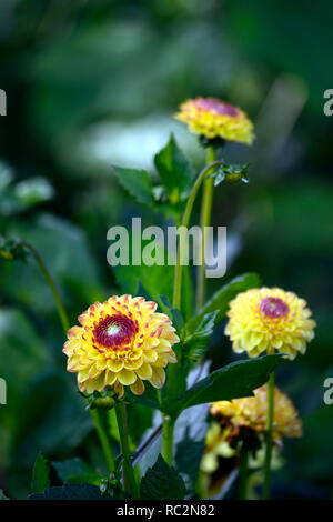 Dahlia dahlia Ball boy,ensoleillé,dahlias jaune à fleurs,fleurs,fleurs,Fleurs,RM Banque D'Images