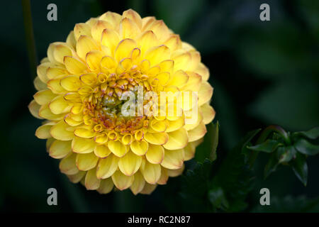 Dahlia dahlia Ball boy,ensoleillé,dahlias jaune à fleurs,fleurs,fleurs,Fleurs,RM Banque D'Images