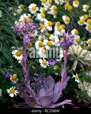 Echeveria,cheyenne,succulentes plantes grasses,de,mixte,jardin,affichage Floral,RM Banque D'Images