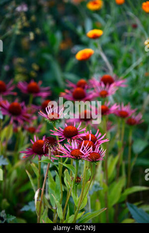 Echinacea purpurea Échinacée,vin,Vintage violet rougeâtre,fleurs,lit,vivaces Floral RM Banque D'Images
