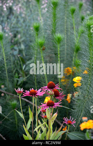 Echinacea purpurea Échinacée,Vins,fleurs pourpre rougeâtre, inulanthera,calva,mixte,vivaces Floral RM Banque D'Images