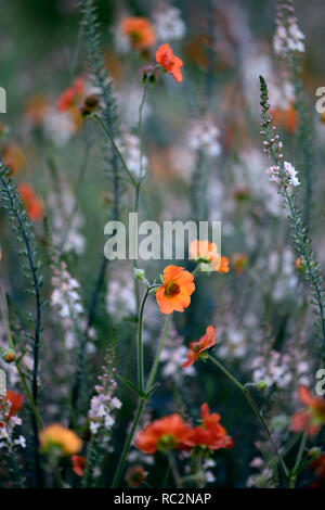 La princesse Juliana Geum,syn Prinses Juliana,Linaria linaire,pêche,pêche jaune orange fleurs,fleurs,tiges à fleurs,spires,de,mixte,association,RM Banque D'Images