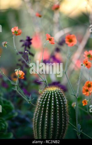 Geum totalement la mandarine,mer,cactus,plantation,régime exotiques fleurs orange fleurs vivaces,,,vivaces,RM,contraste Floral Banque D'Images