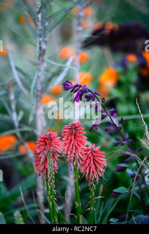 Kniphofia Poco,rouge,fleurs rouge corail combinaison à fleurs,de,mixte,Fleurs,RM amistad salvia Banque D'Images