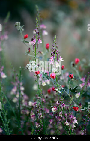 Sphaeralcea newleaze,corail cadran Linaria linaire,parc,fleurs rose mauve,globe mallow,fleurs rouge corail,tiges à fleurs,fleurs,spires,snapdragon,RM Banque D'Images