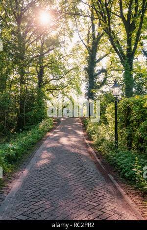 Location chemin à travers les bois du domaine Marienwaerdt aux Pays-Bas Banque D'Images