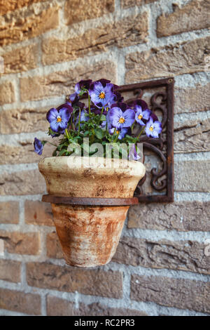 Fleurs violettes violette magnifiquement dans un ornement en fonte fixée au mur Banque D'Images