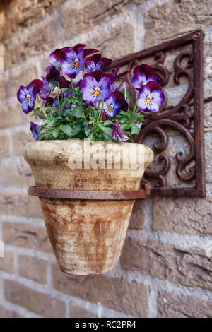 Fleurs violettes violette magnifiquement dans un ornement en fonte fixée au mur Banque D'Images