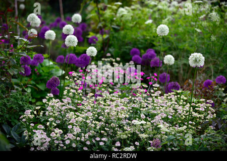 Astrantia Bo Ann,Allium Purple Sensation,Allium Mount Everest,Lychnis coronaria Hills,sol,fleurs rose violet blanc,fleurs,combinaison mixte Banque D'Images