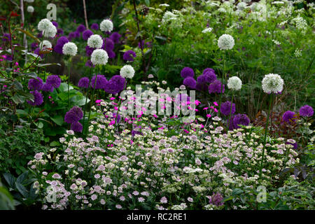 Astrantia Bo Ann,Allium Purple Sensation,Allium Mount Everest,Lychnis coronaria Hills,sol,fleurs rose violet blanc,fleurs,combinaison mixte Banque D'Images