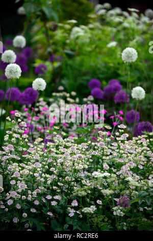 Astrantia Bo Ann,Allium Purple Sensation,Allium Mount Everest,Lychnis coronaria Hills,sol,fleurs rose violet blanc,fleurs,combinaison mixte Banque D'Images