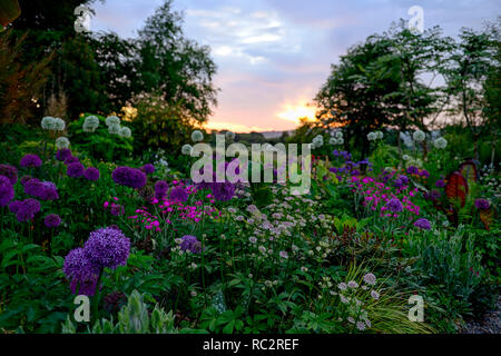 L'allium Purple Sensation,Allium Mount Everest,Lychnis coronaria Hills,sol,fleurs rose violet blanc,fleurs,mixte,association,lit,plant Banque D'Images