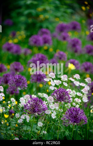 Astrantia Bo Ann,Allium Purple Rain,renoncules,Wildflower meadow,blanc,rose fleurs violettes à fleurs,de,mixte,association,chambres,plantation,à la frontière, Banque D'Images