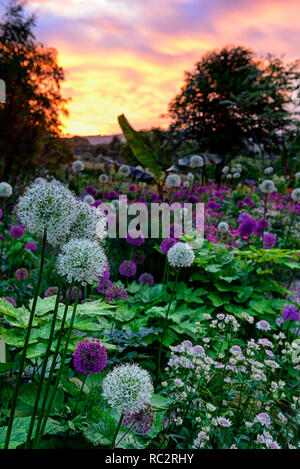 Astrantia Bo Ann,Allium Purple Sensation,Allium Mount Everest,Lychnis coronaria Hills,sol,fleurs rose violet blanc,fleurs,combinaison mixte Banque D'Images