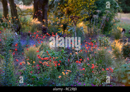 L'aube du soleil,soleil,geum scarlet tempets,geum totalement la mandarine,pseudopanax,geranium anne thomson,Stipa elegantissima,fleurs,plantes,de,mixte,co Banque D'Images