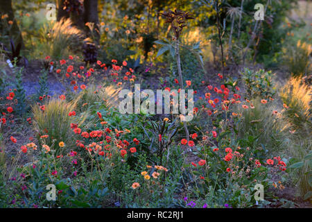 L'aube du soleil,soleil,geum scarlet tempets,geum totalement la mandarine,pseudopanax,geranium anne thomson,Stipa elegantissima,fleurs,plantes,de,mixte,co Banque D'Images