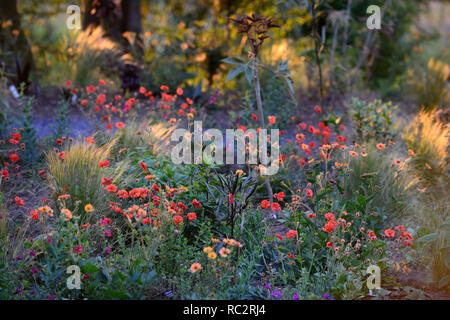 L'aube du soleil,soleil,geum scarlet tempets,geum totalement la mandarine,pseudopanax,geranium anne thomson,Stipa elegantissima,fleurs,plantes,de,mixte,co Banque D'Images