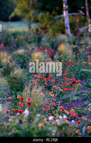 L'aube du soleil,soleil,geum scarlet tempets,geum totalement la mandarine,pseudopanax,geranium anne thomson,Stipa elegantissima,fleurs,plantes,de,mixte,co Banque D'Images