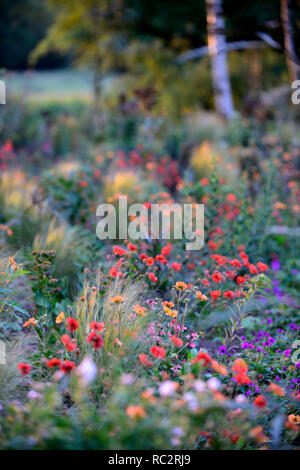 L'aube du soleil,soleil,geum scarlet tempets,geum totalement la mandarine,pseudopanax,geranium anne thomson,Stipa elegantissima,fleurs,plantes,de,mixte,co Banque D'Images