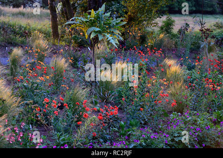 L'aube du soleil,soleil,geum scarlet tempets,geum totalement la mandarine,pseudopanax,geranium anne thomson,Stipa elegantissima,fleurs,plantes,de,mixte,co Banque D'Images