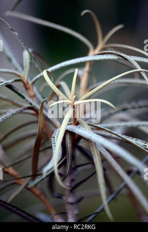 Olearia lacunosa étroit,brun foncé,feuilles,feuillage juvénile,arbre,RM,Floral Banque D'Images