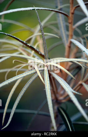 Olearia lacunosa étroit,brun foncé,feuilles,feuillage juvénile,arbre,RM,Floral Banque D'Images