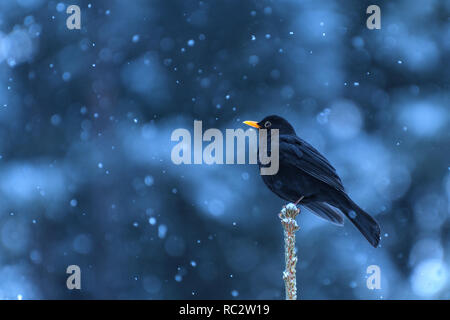 Blackbird avec snow Banque D'Images